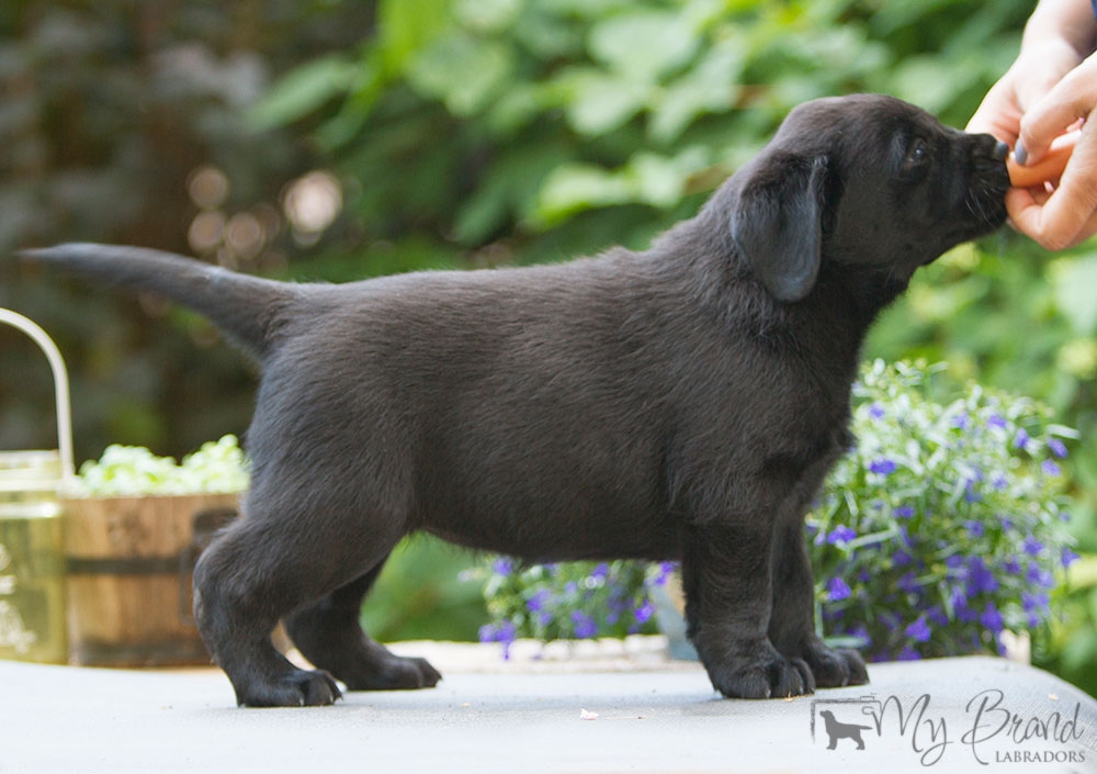 My Brand Last Minute Delivery 5 weeks old