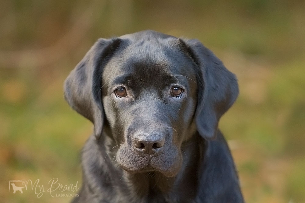 My Brand Last Minute Delivery (6 months old)