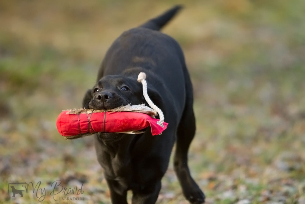 My Brand Last Minute Delivery (6 months old)