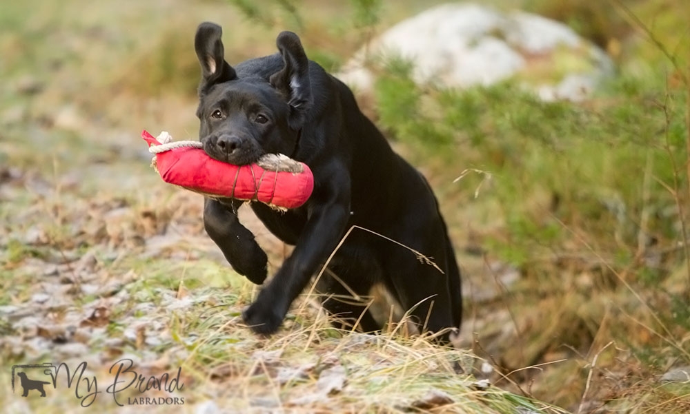 My Brand Last Minute Delivery (6 months old)