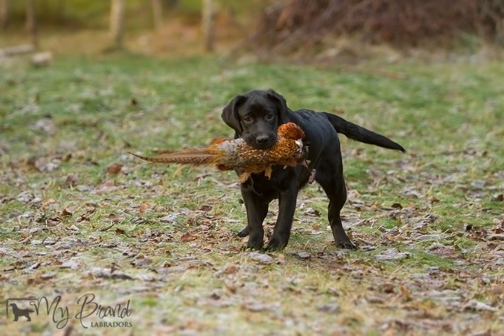 My Brand Last Minute Delivery (6 months old)