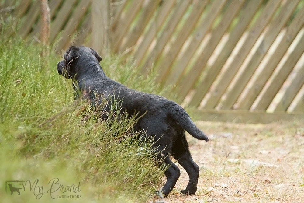 My Brand Last Minute Delivery (6 months old)