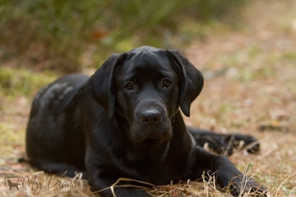 My Brand Last Minute Delivery (6 months old)