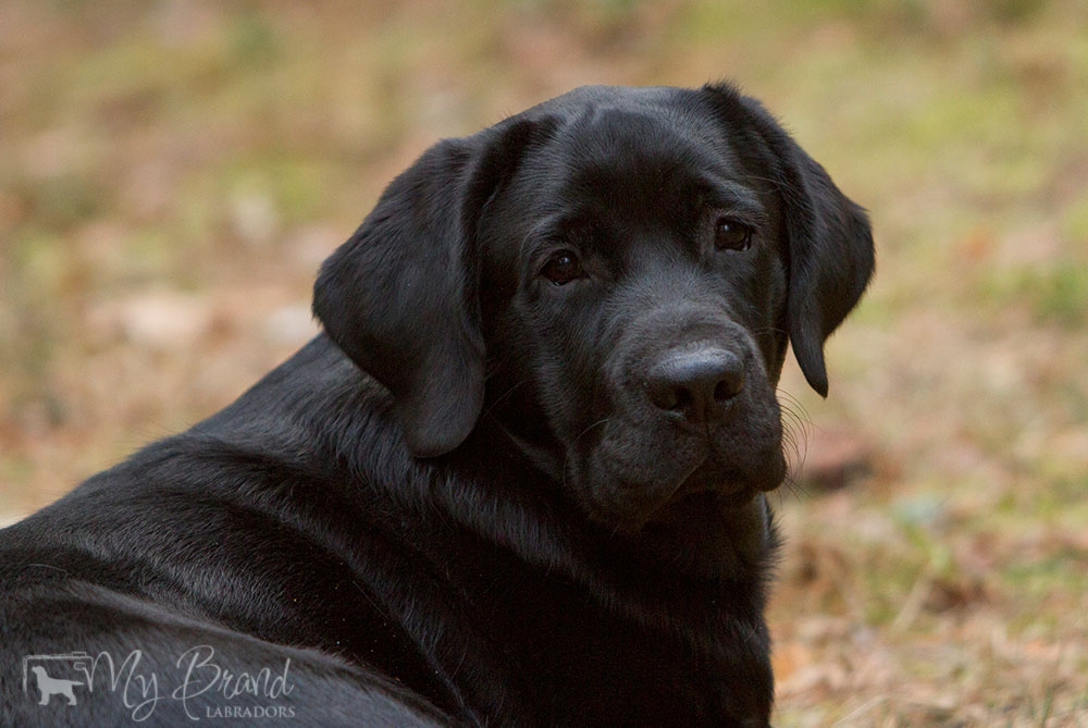 My Brand Last Minute Delivery (6 months old)