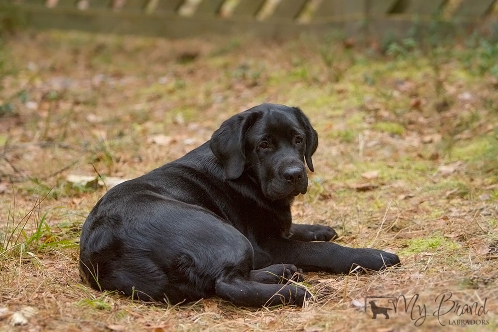 My Brand Last Minute Delivery (6 months old)