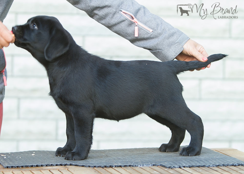 My Brand Last Minute Delivery 7 weeks old