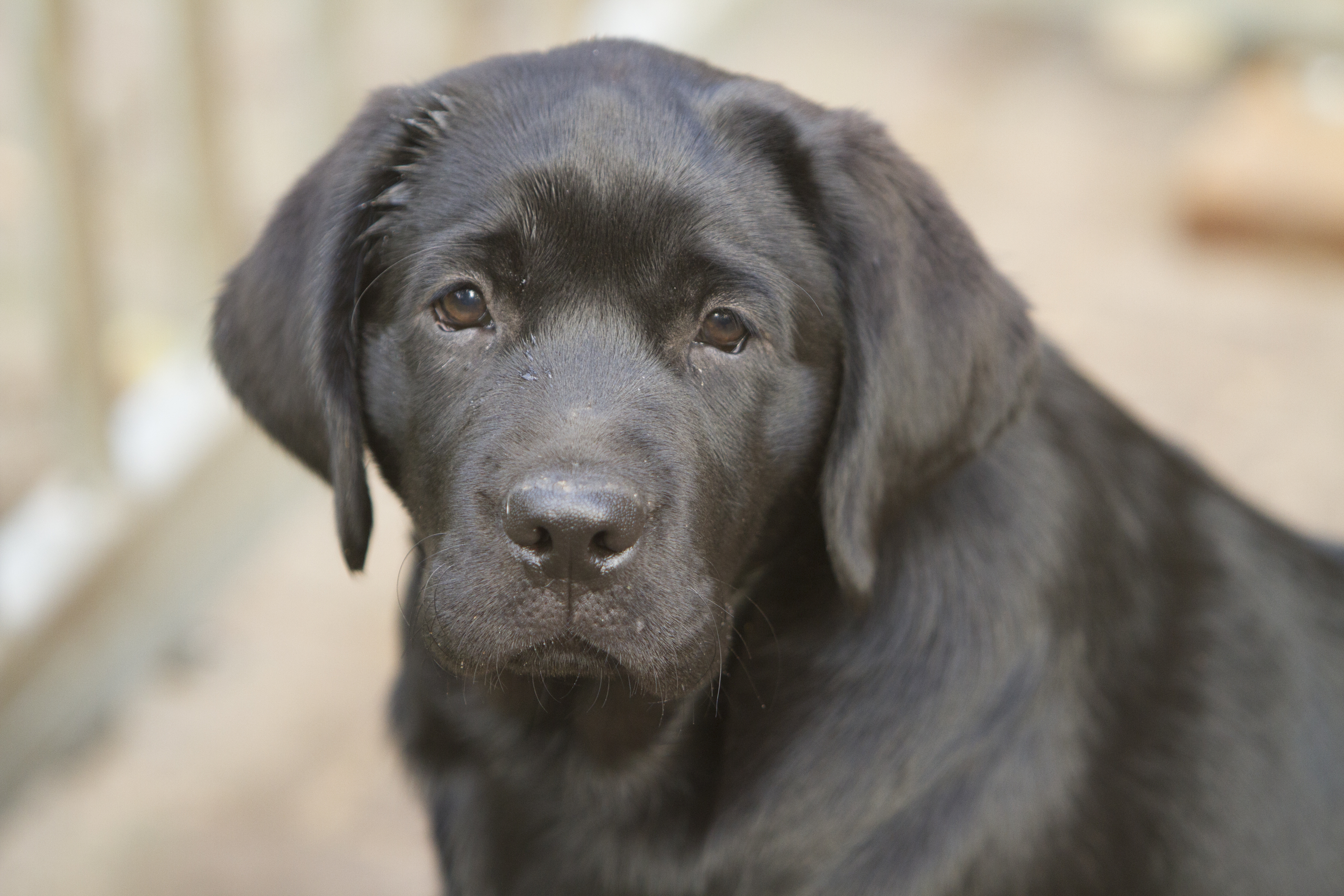 My Brand Last Minute Delivery 10 weeks old