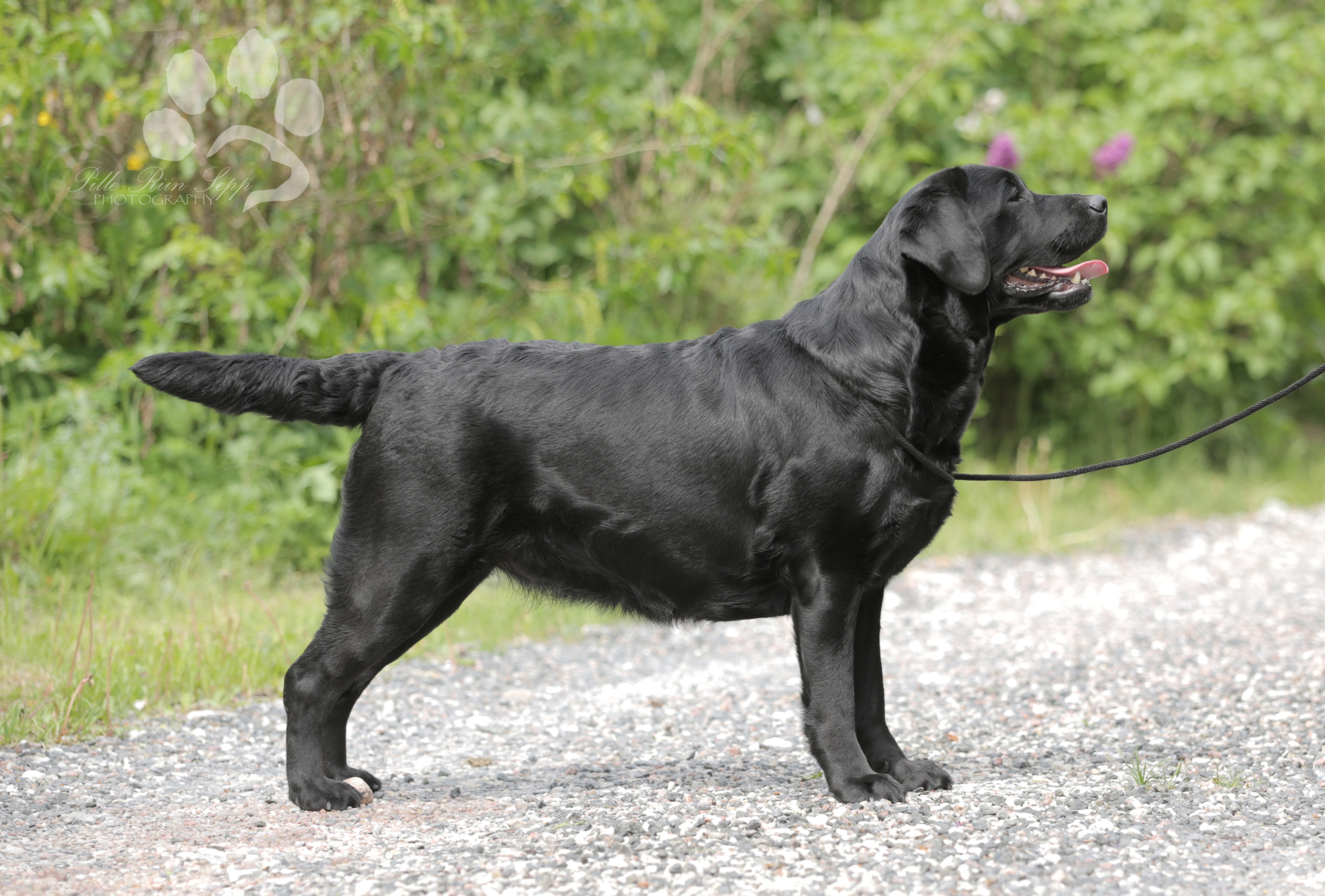 My Brand Last Night At Cheyas (3 years old on the photo)