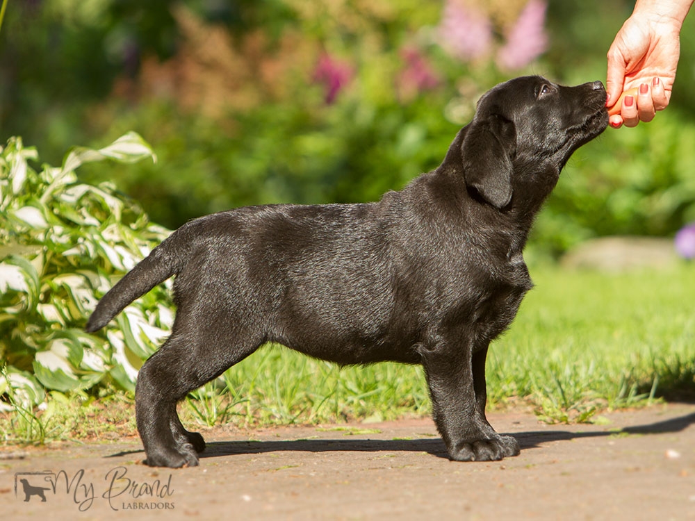 My Brand Last Night At Cheyas (12 weeks old on the photo)