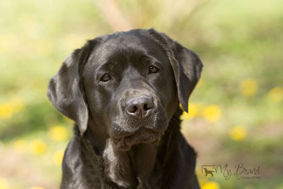 My Brand Last Night At Cheyas (3 years old on the photo)