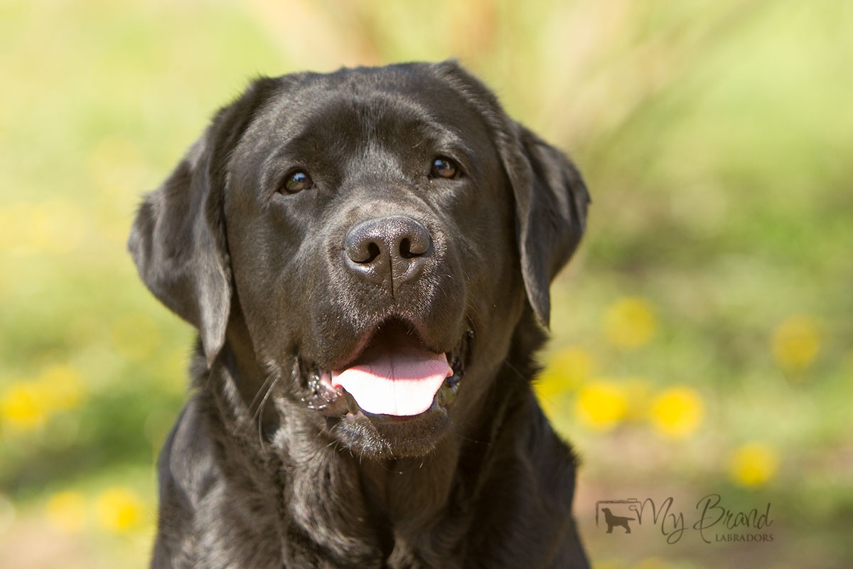 My Brand Last Night At Cheyas (3 years old on the photo)