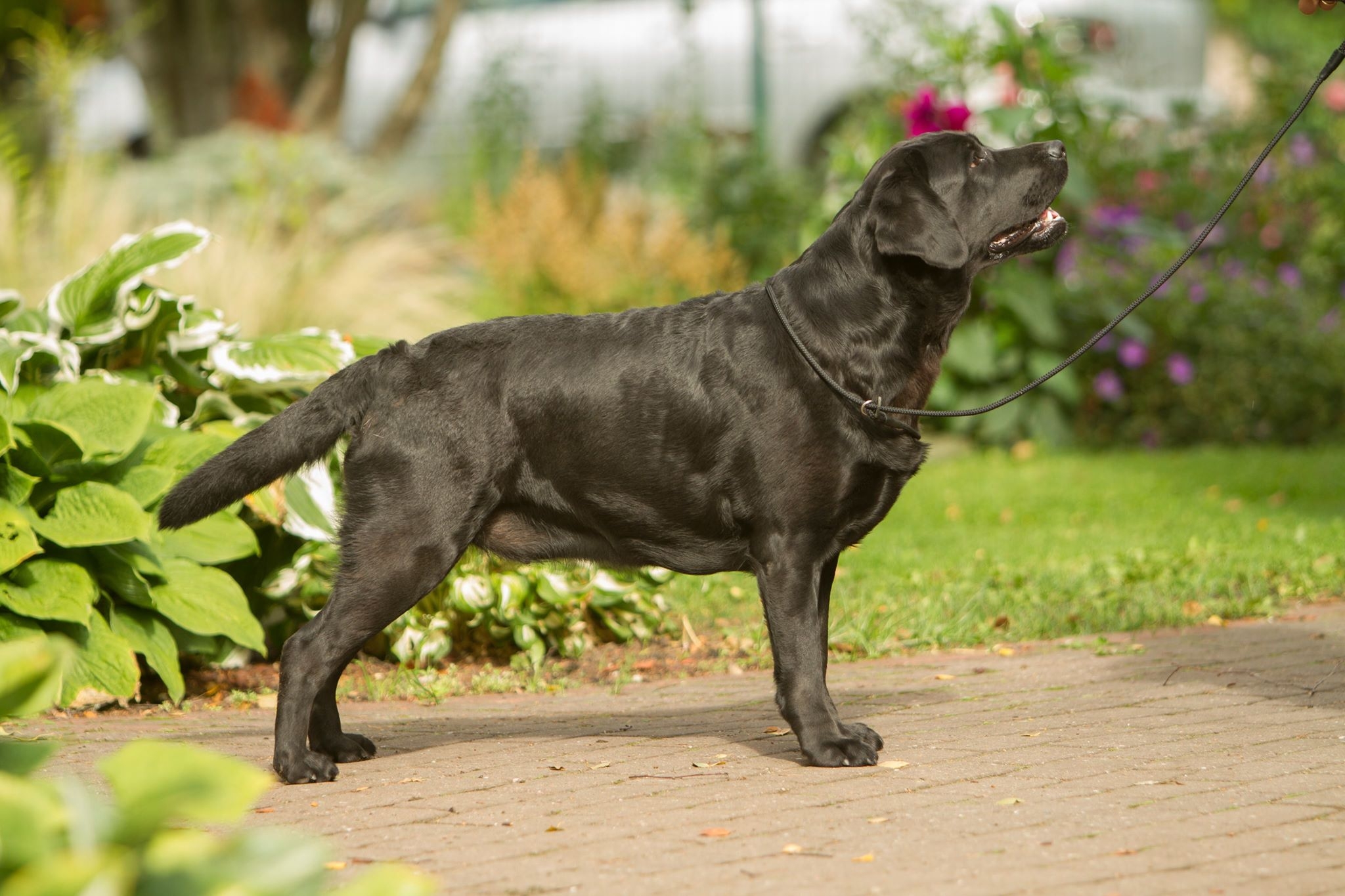 My Brand Last Night At Cheyas (2 years old on the photo)