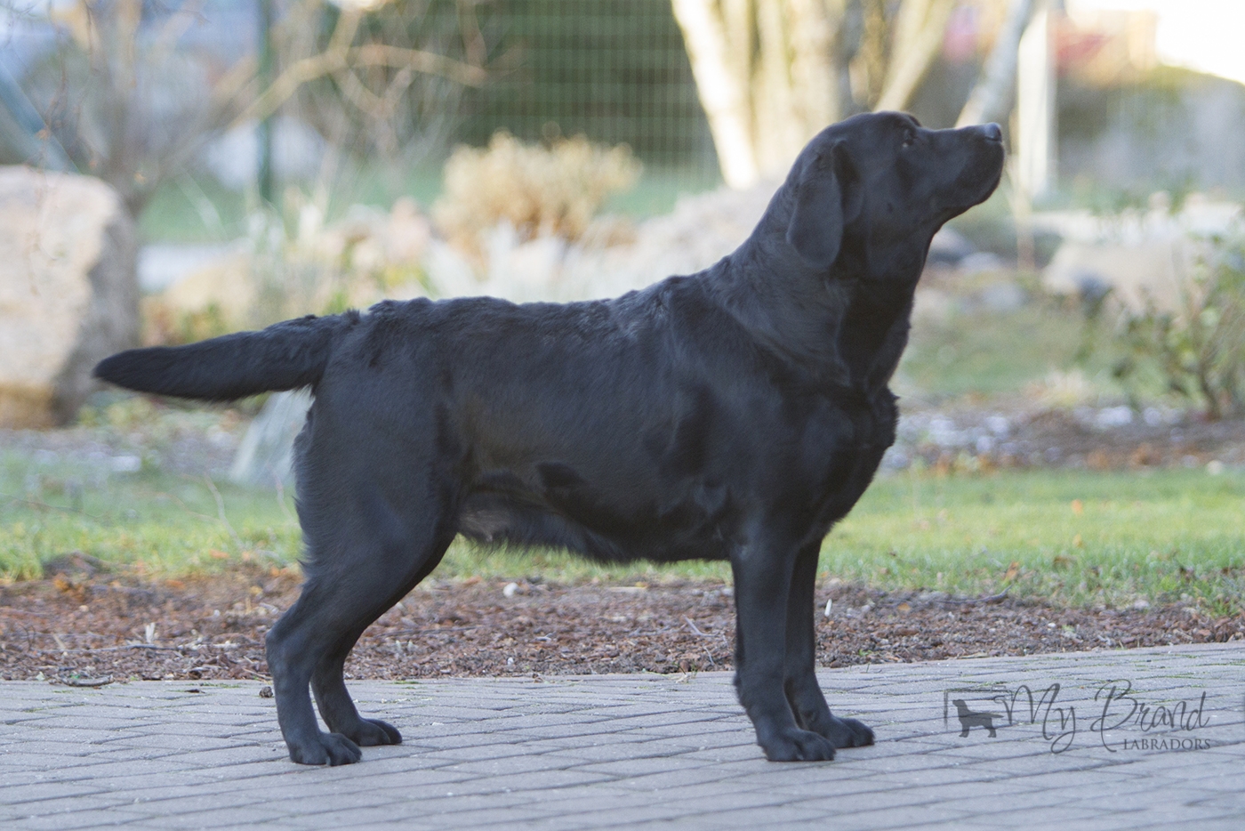 My Brand Last Night At Cheyas (2 years old on the photo)