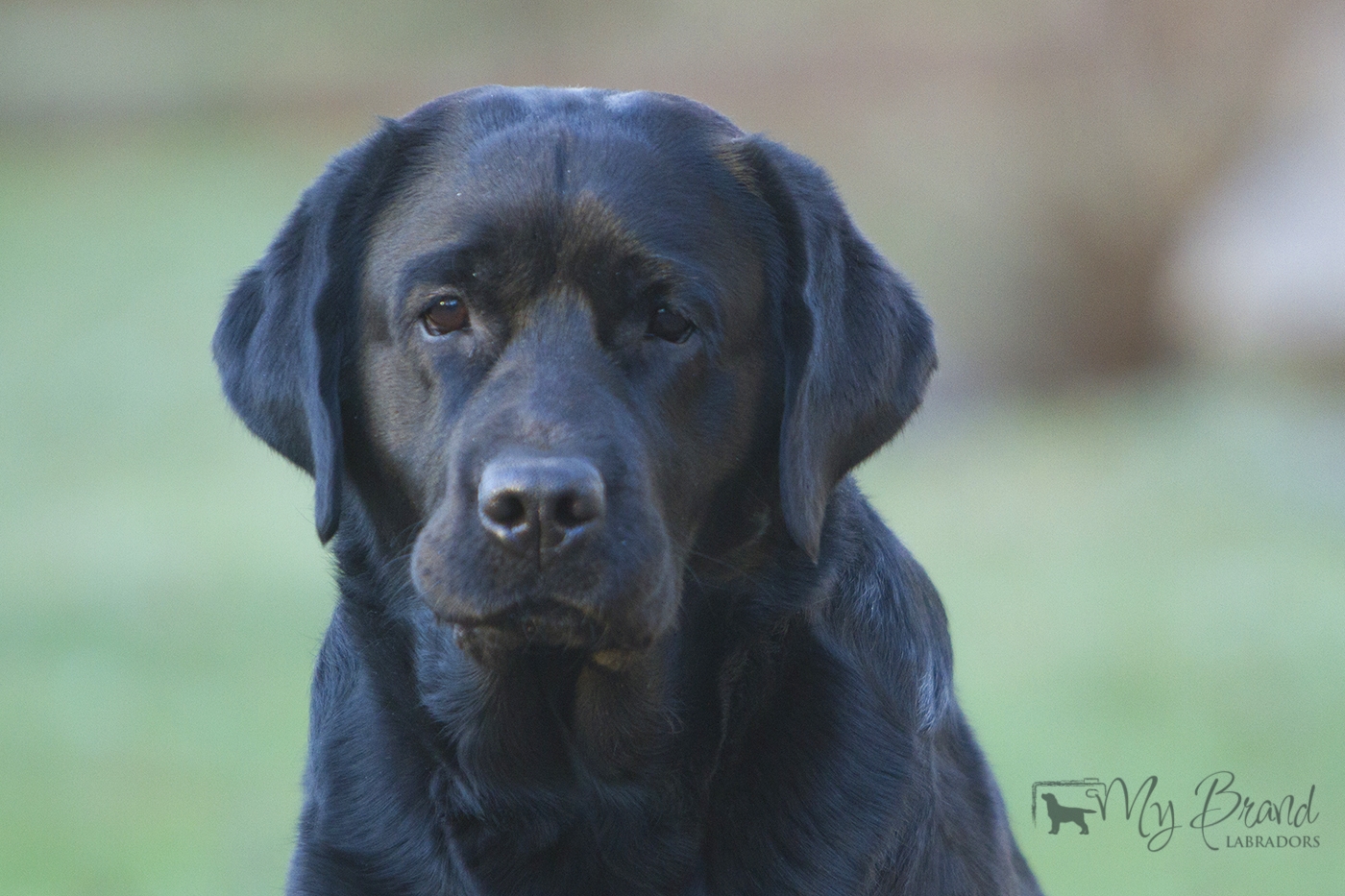 My Brand Last Night At Cheyas (2 years old on the photo)