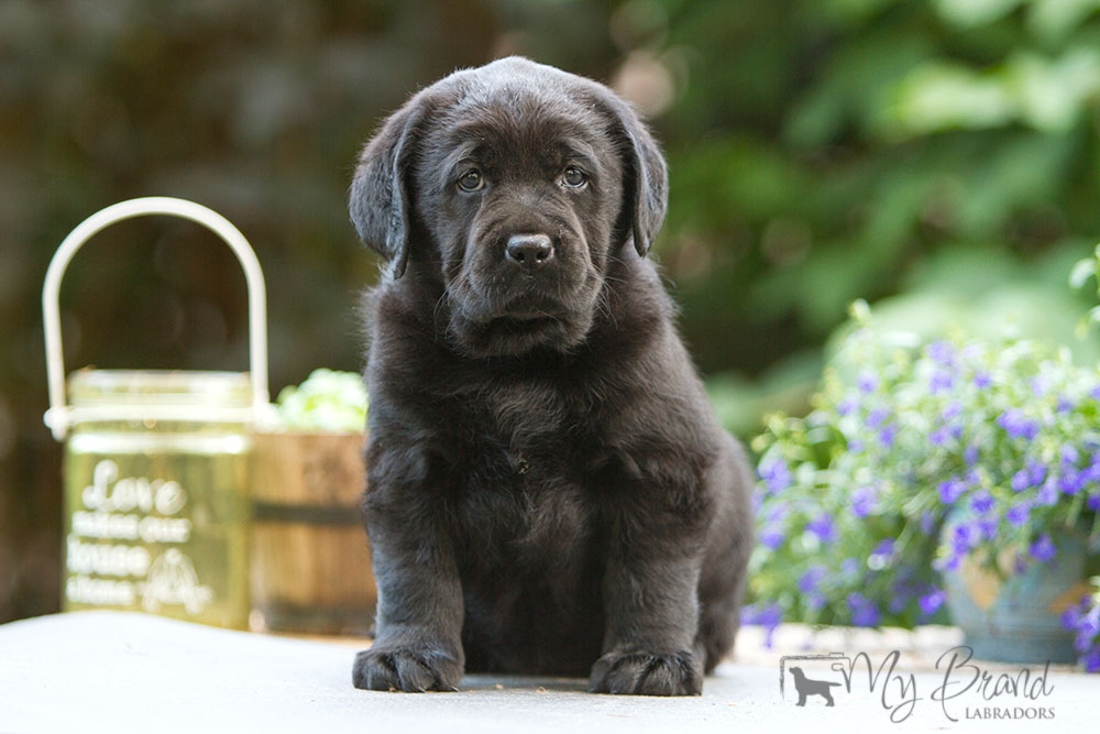 My Brand Last Night At Cheyas (5 weeks old on the photo)