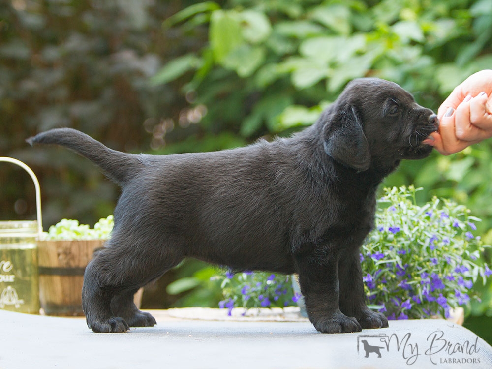 My Brand Last Night At Cheyas (5 weeks old on the photo)