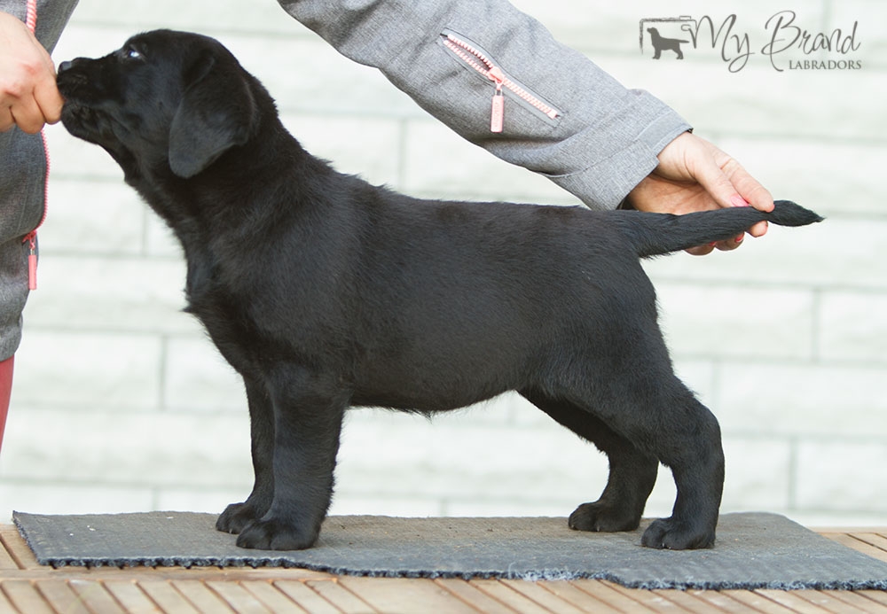 My Brand Last Night At Cheyas 7 weeks old