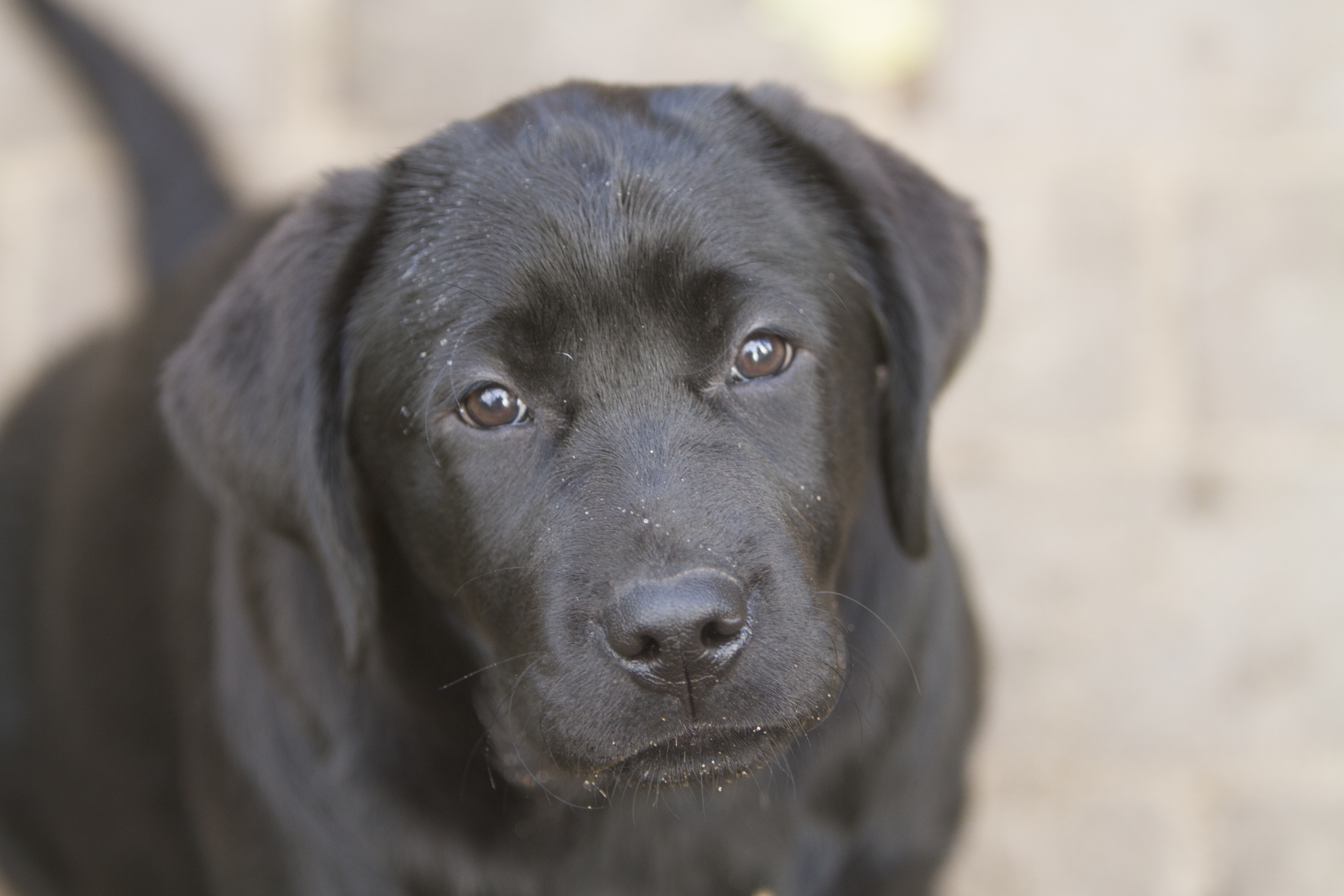 My Brand Last Night At Cheyas (12 weeks old on the photo)