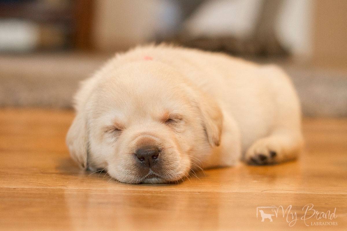 My Brand Sky Spirit 4 weeks old