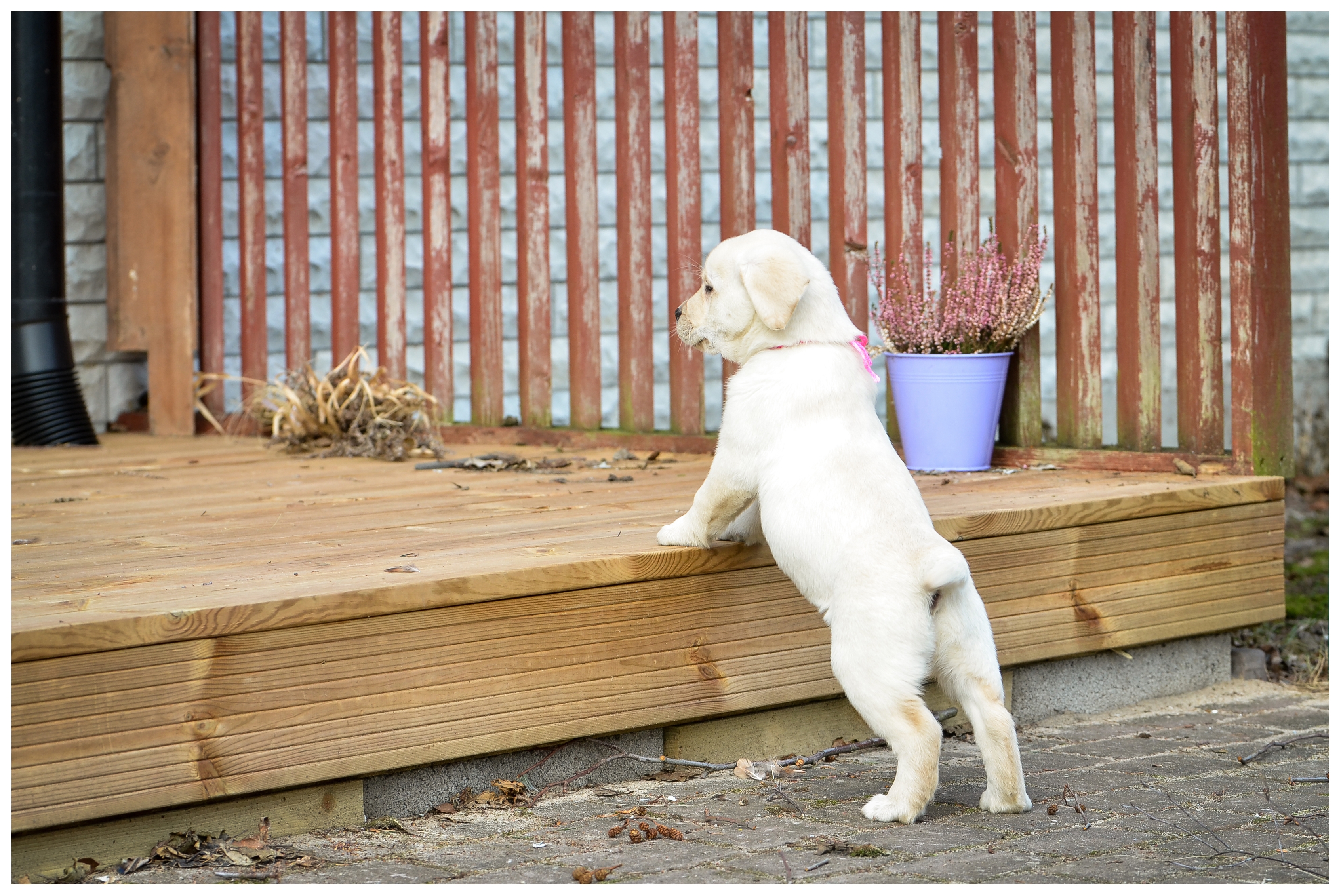 My Brand Sky Spirit 9 weeks old, photo by Kadi Haljand