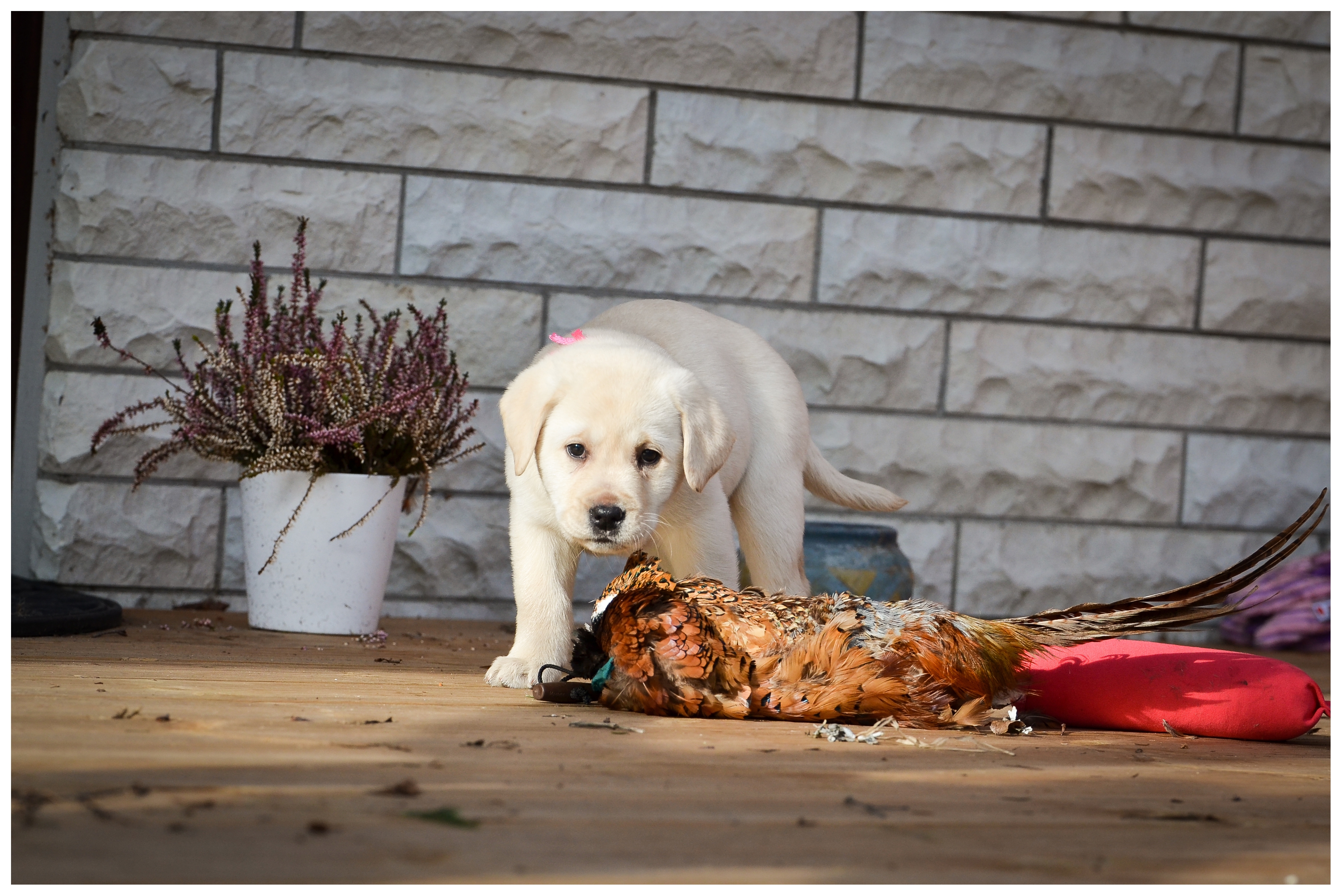 My Brand Sky Spirit 9 weeks old, photo by Kadi Haljand
