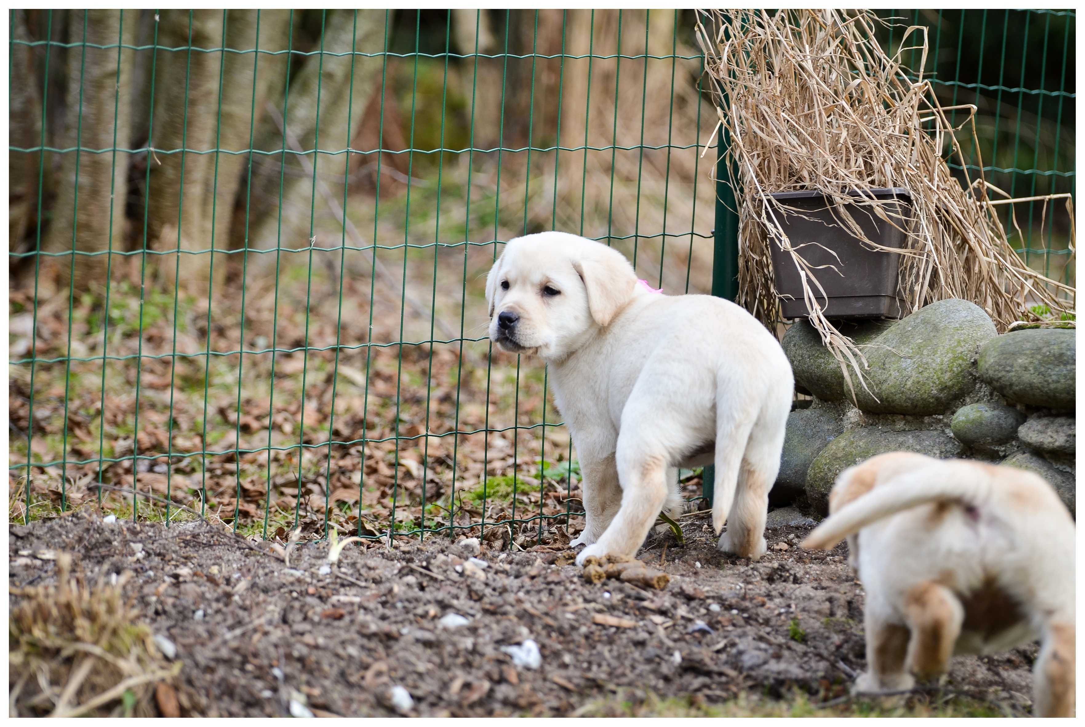 My Brand Sky Spirit 9 weeks old, photo by Kadi Haljand