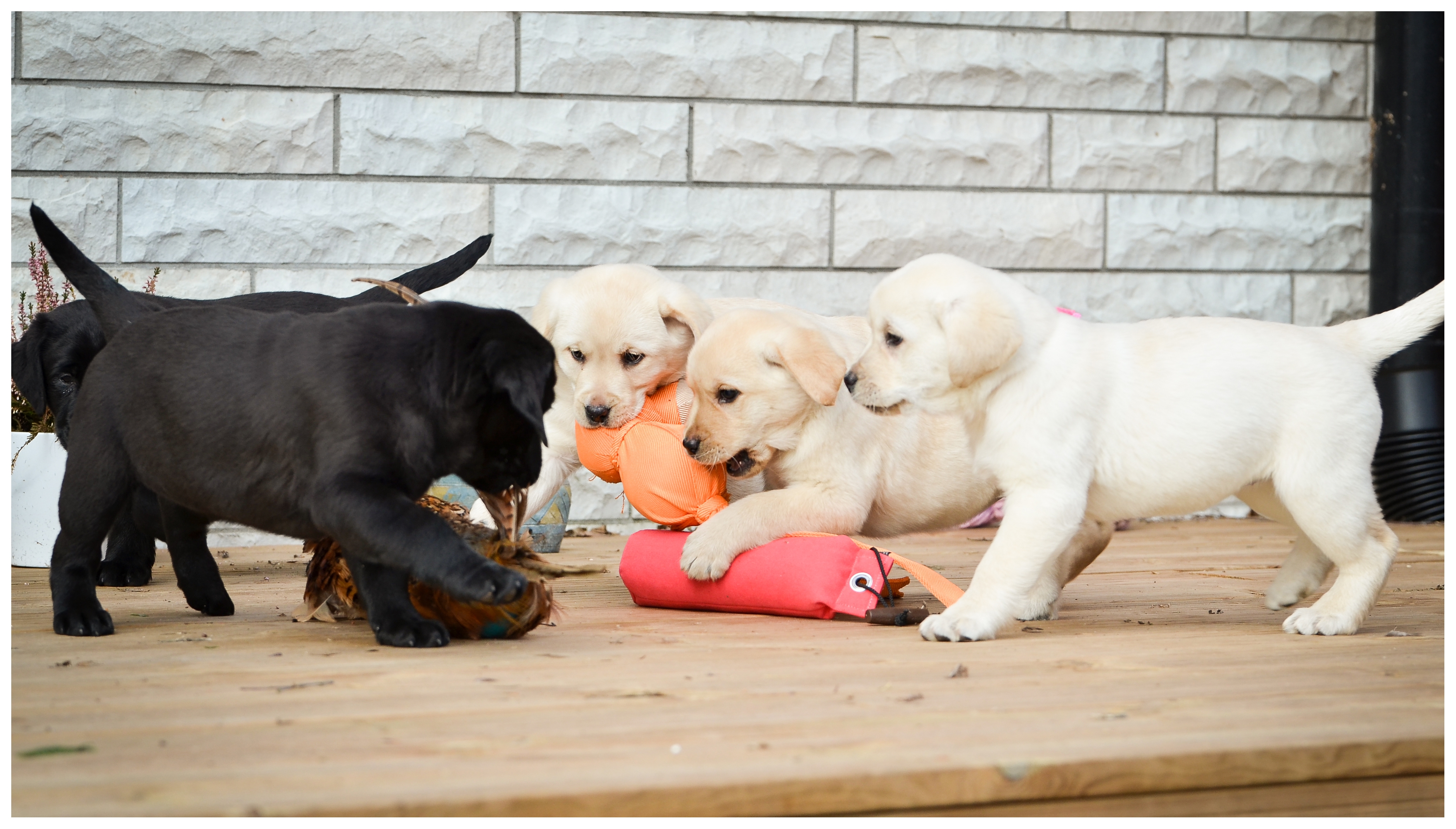 My Brand Sky Spirit 9 weeks old, photo by Kadi Haljand