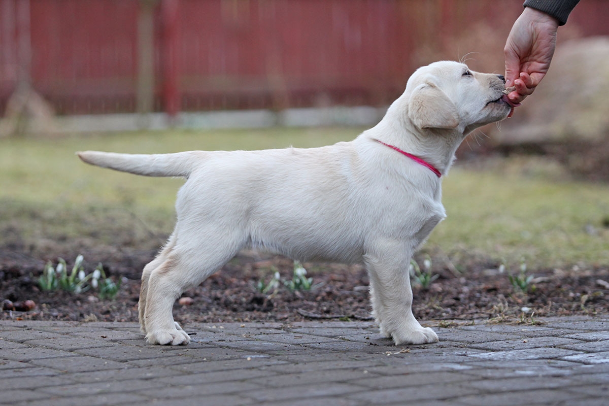 My Brand Sky Spirit 12 weeks old, photo by Mariliis RIhkrand