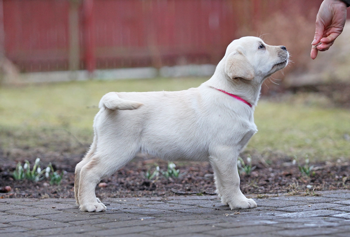 My Brand Sky Spirit 12 weeks old, photo by Mariliis RIhkrand