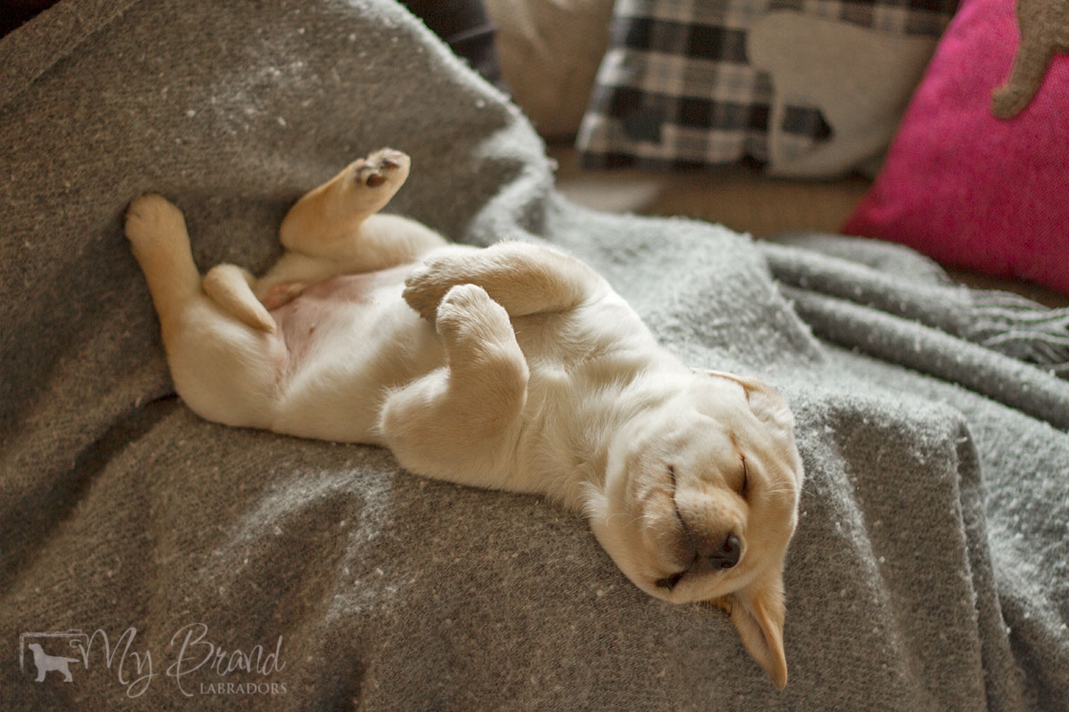 My Brand Sky Spirit 6 weeks old