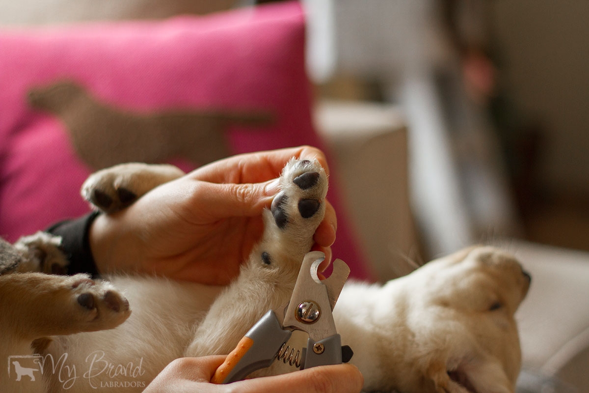 My Brand Sky Spirit 8 weeks old