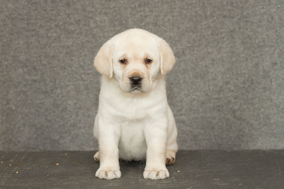 My Brand Sky Spirit 5 weeks old