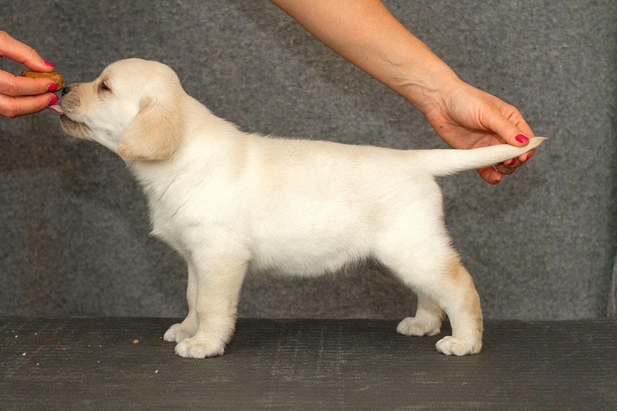 My Brand Sky Spirit 5 weeks old