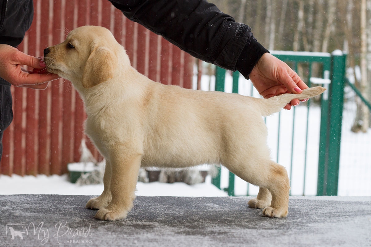 My Brand Sky Spirit 8 weeks old