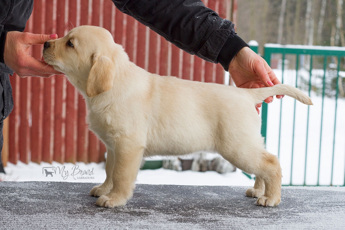 My Brand Sky Spirit 8 weeks old