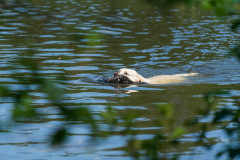 Tasemekatse (NOME-B) 03.07.2021, photo Aleksandr Kozulin