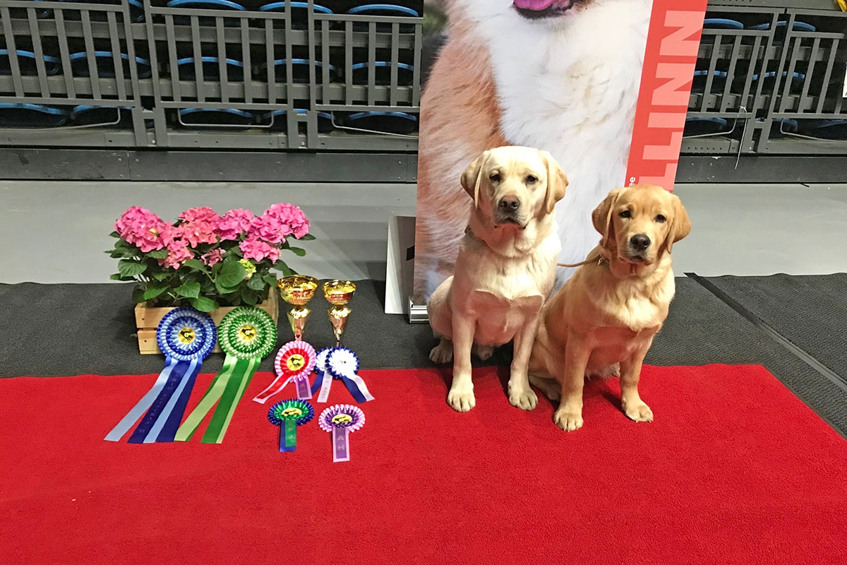 My Brand Sky Wizard BIS-4 Junior & Touch My Soul Reverie Stream BIS-2 Puppy at the National Dog Show Tallinn 24.3.2018