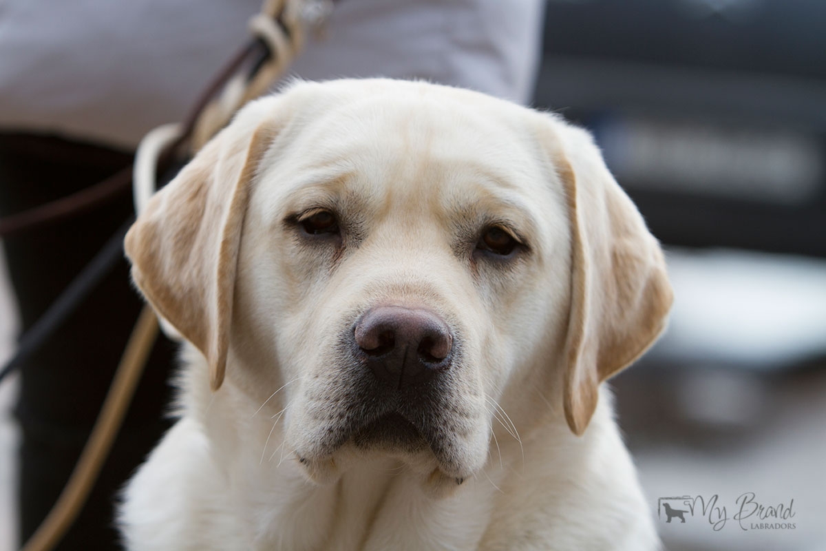 My Brand Sky Wizard (14 months old)