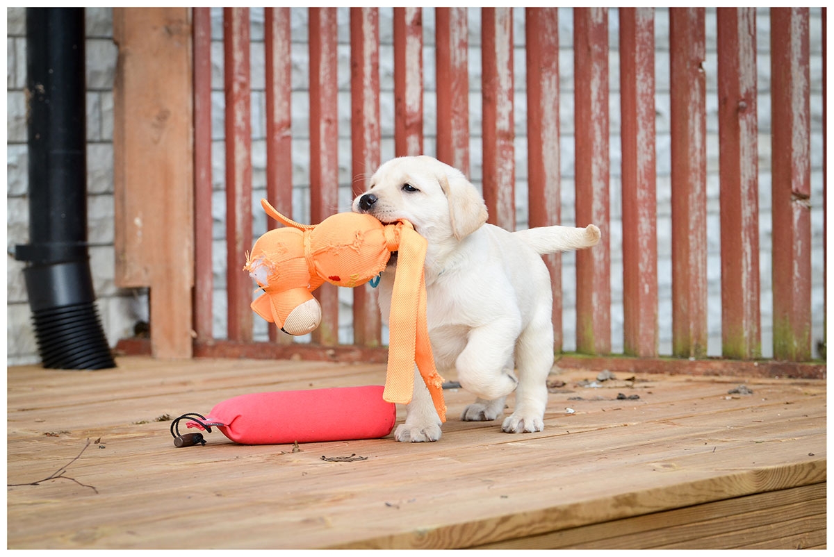 My Brand Sky Wizard 8 weeks old (photo by Kadi Haljand)