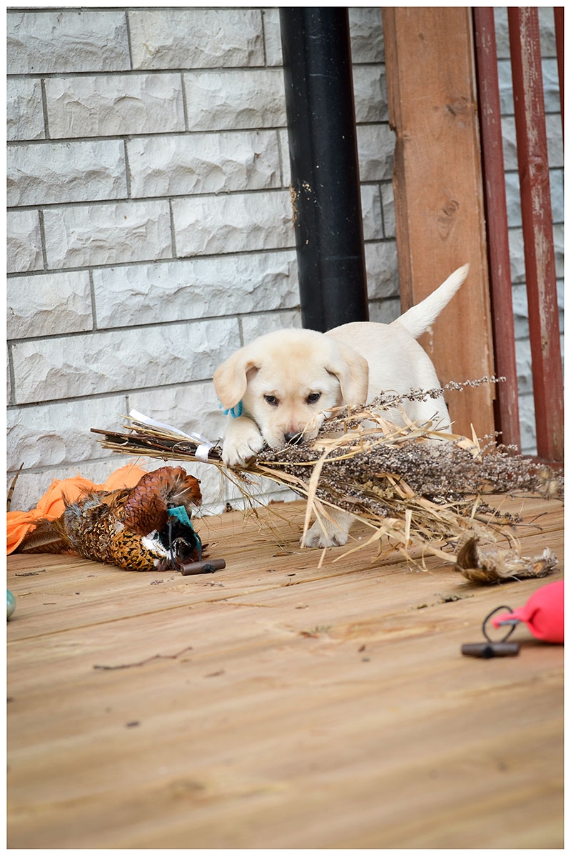 My Brand Sky Wizard 8 weeks old (photo by Kadi Haljand)