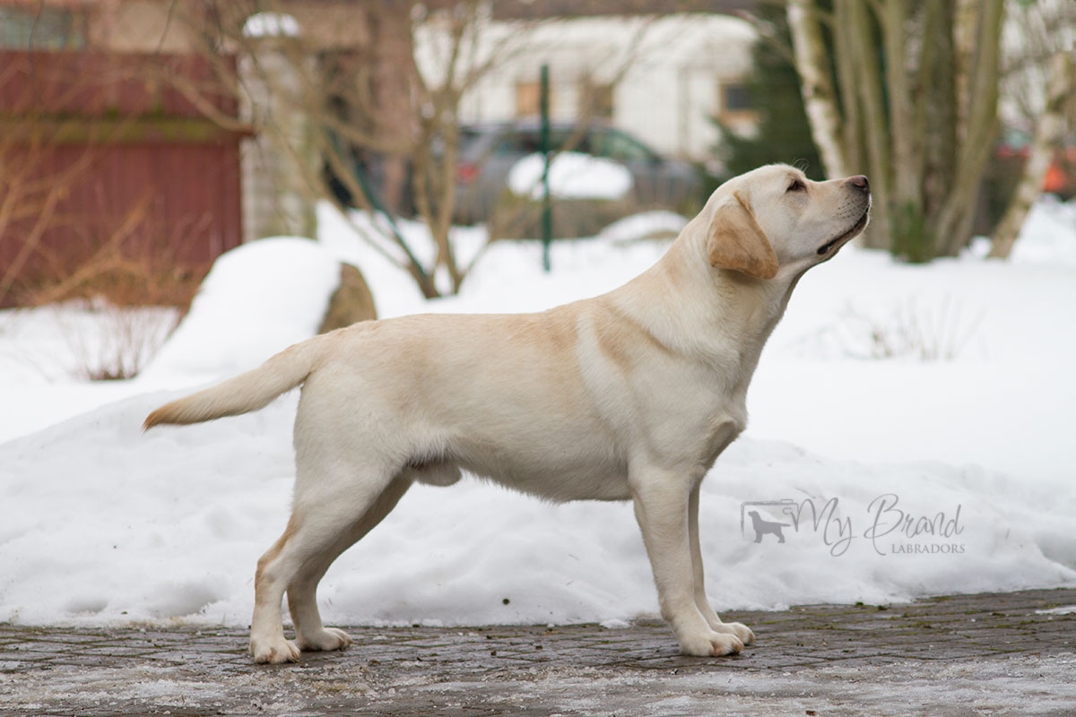 My Brand Sky Wizard at the age of 1 year