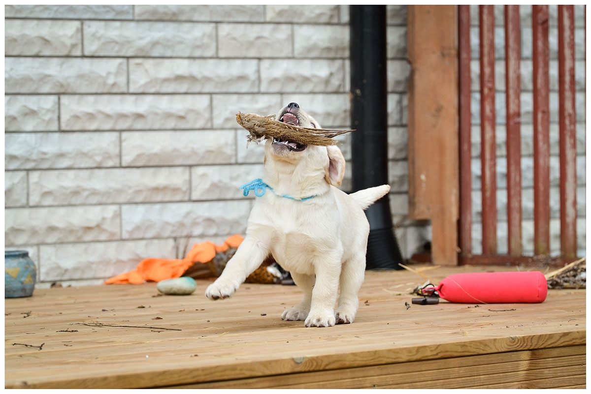 My Brand Sky Wizard 8 weeks old (photo by Kadi Haljand)