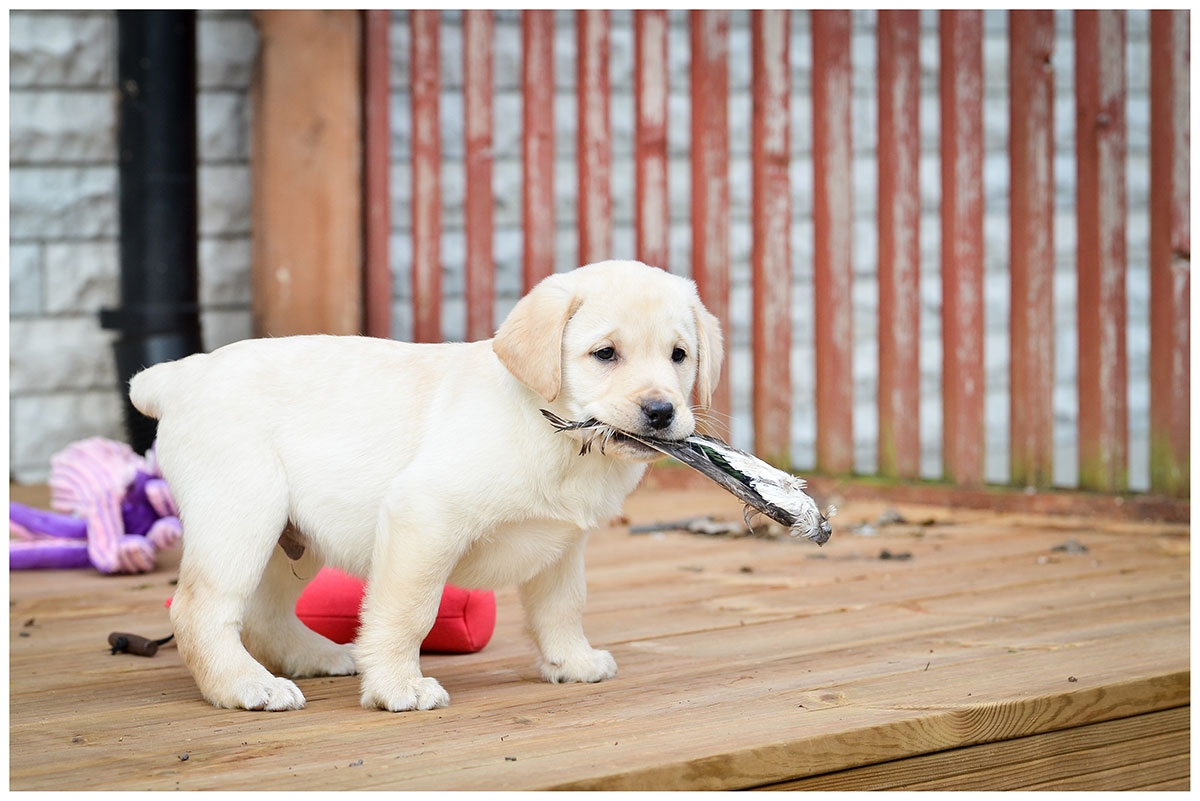 My Brand Sky Wizard 8 weeks old (photo by Kadi Haljand)