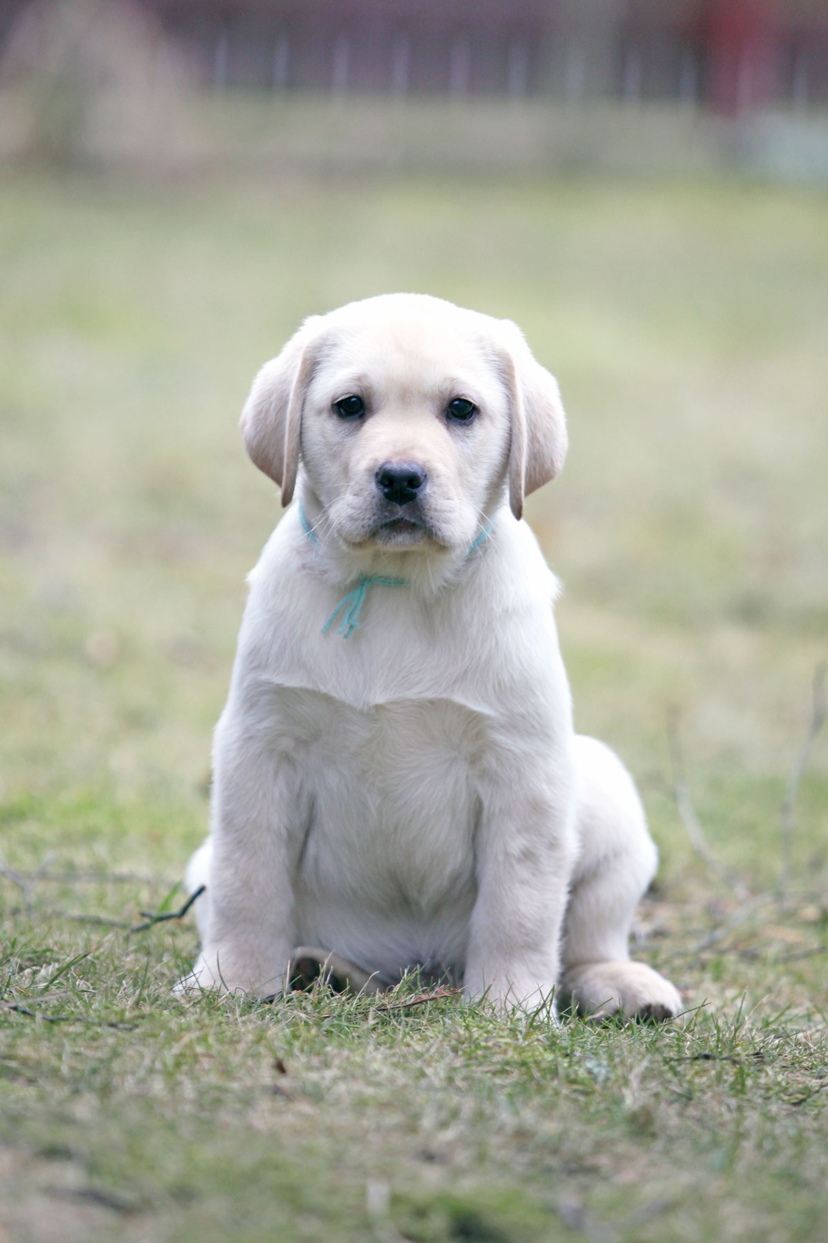 My Brand Sky Wizard 12 weeks old (photo by Mariliis Rihkrand)