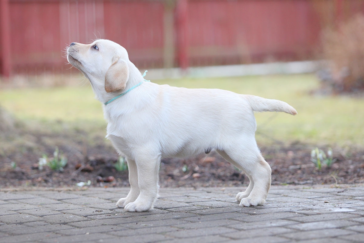 My Brand Sky Wizard 12 weeks old (photo by Mariliis Rihkrand)