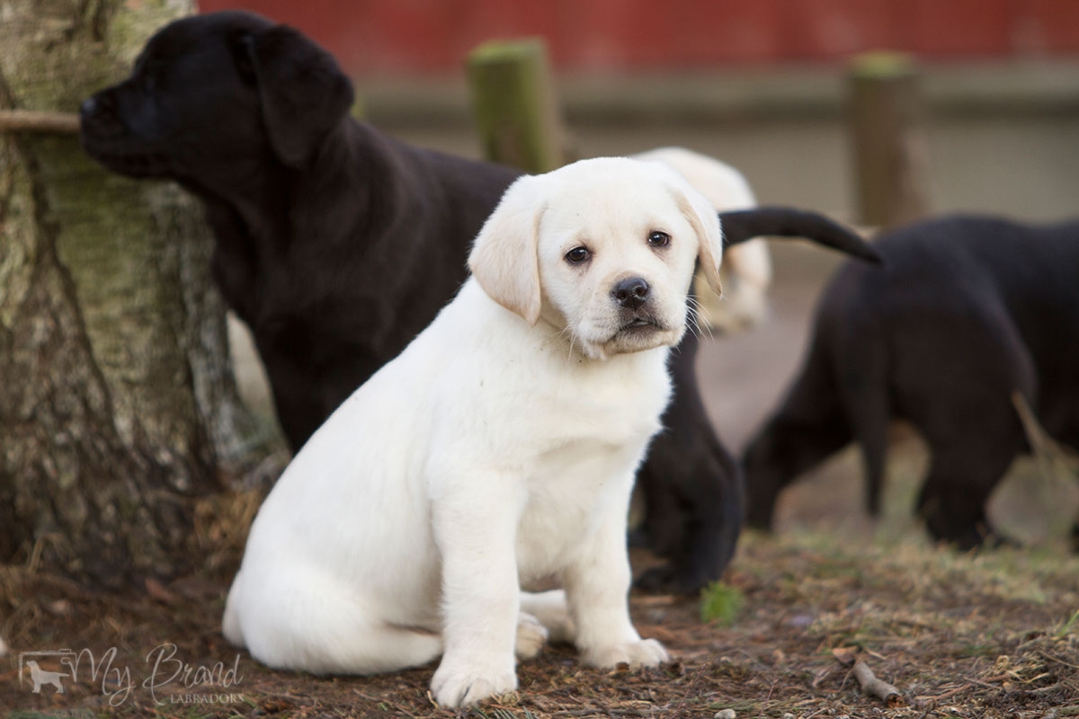 My Brand Sky Wizard 9 weeks old