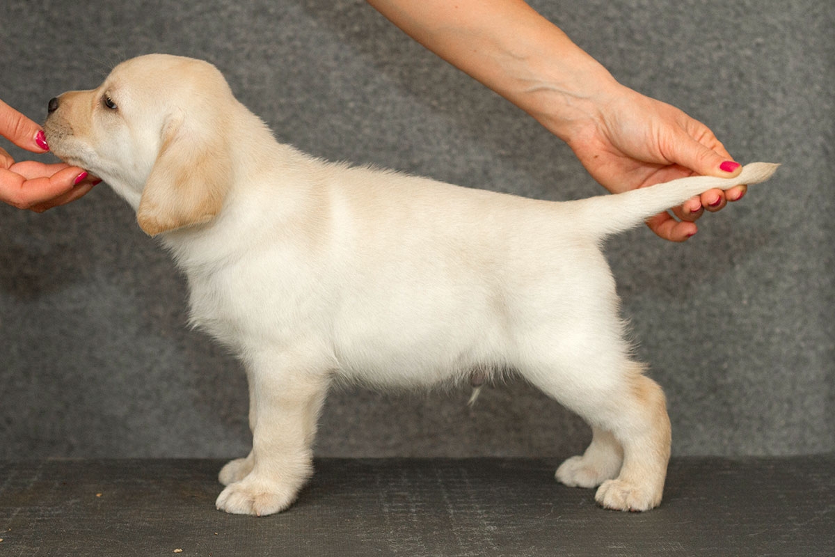 My Brand Sky Wizard 5 weeks old