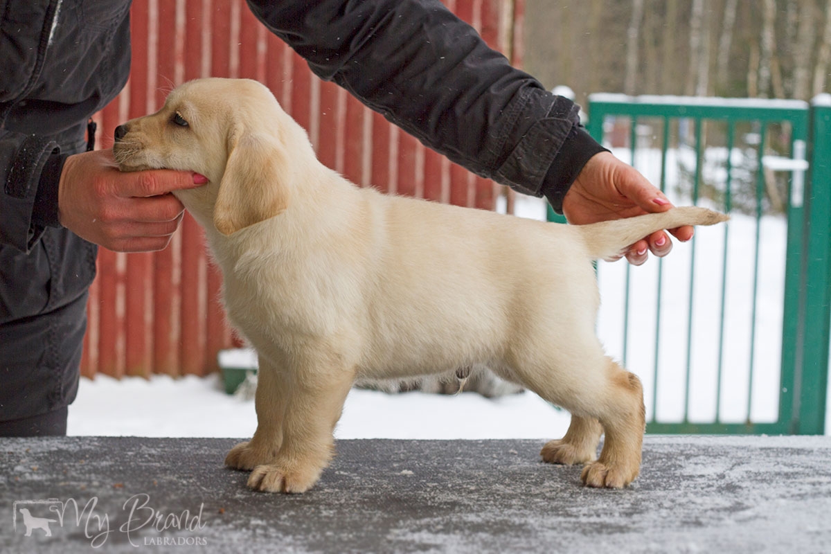 My Brand Sky Wizard 8 weeks old