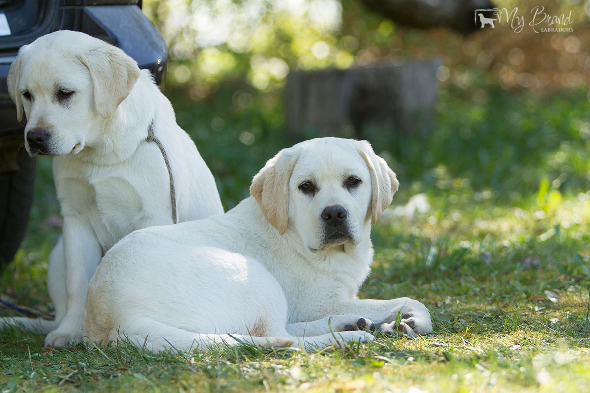 My Brand Sky Wizard & My Brand Sky Spirit