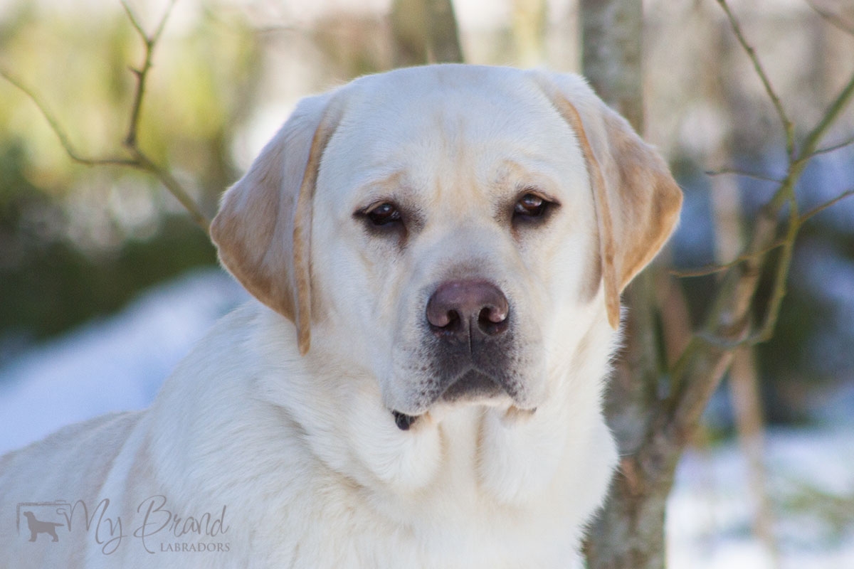 My Brand Sky Wizard (14 months old)